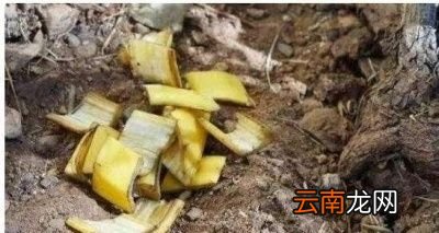 如何用香蕉皮来做花肥呢主要有以下四个方法