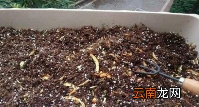 如何用香蕉皮来做花肥呢主要有以下四个方法