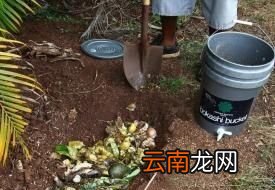 如何用香蕉皮来做花肥呢主要有以下四个方法