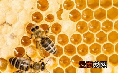 蜂蜜有哪些营养价值