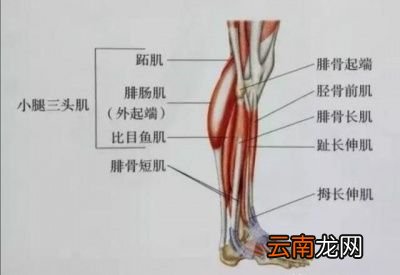 跑步拉伸的原因