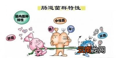 吃哪些食物可以更靠谱的促进肠道菌群平衡