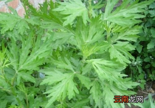 蒿子粑粑是用的什么蒿子