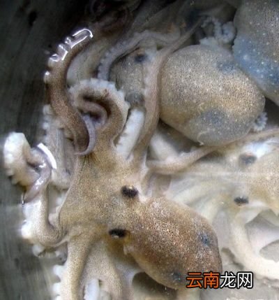 说到4月份吃什么海鲜正当时