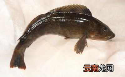 说到4月份吃什么海鲜正当时