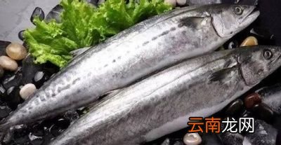 4月份吃什么海鲜正当时