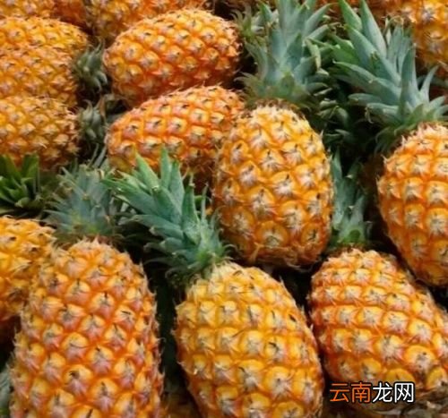 凤梨跟菠萝哪个营养高