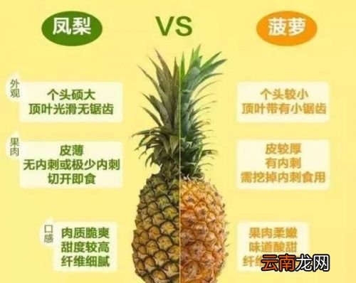凤梨跟菠萝哪个营养高