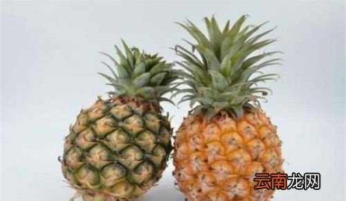 凤梨跟菠萝哪个营养高