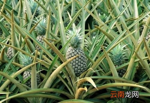 凤梨和菠萝有什么区别