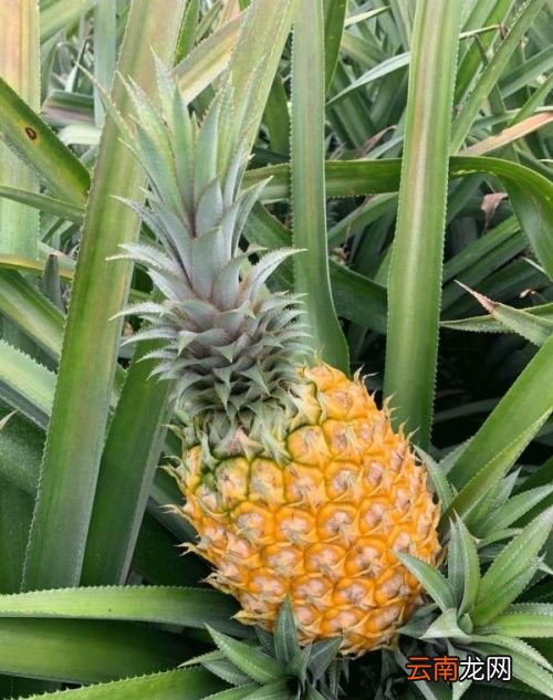 凤梨和菠萝有什么区别