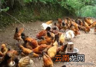 小型养殖什么最赚钱 新手养什么比较挣钱