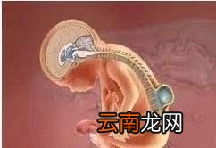 为什么备孕还要吃叶酸