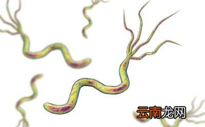 幽门螺杆菌到底是怎样的一种细菌呢