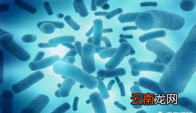 用过的碗筷会传播幽门螺旋杆菌吗