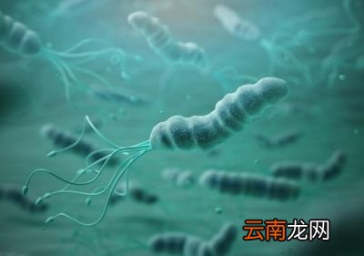 幽门螺杆菌需要根治吗