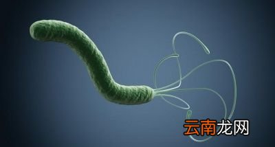 幽门螺杆菌需要根治吗