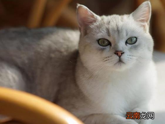 英短蓝猫价格 英短蓝猫多少钱一只