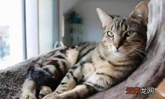 英短蓝猫价格 英短蓝猫多少钱一只