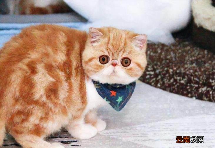 英短蓝猫价格 英短蓝猫多少钱一只