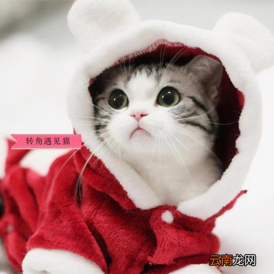 英短蓝猫价格 英短蓝猫多少钱一只