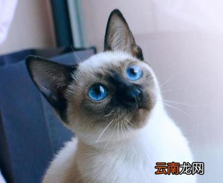英短蓝猫价格 英短蓝猫多少钱一只