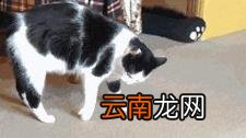 英短蓝猫价格 英短蓝猫多少钱一只