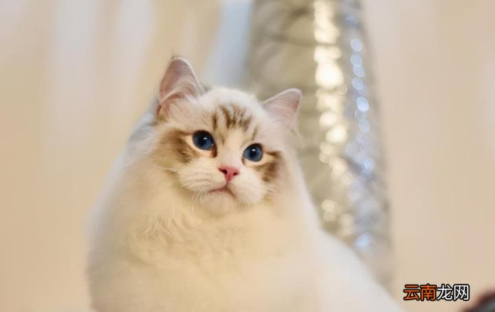 英短蓝猫价格 英短蓝猫多少钱一只