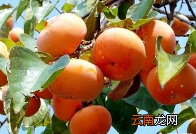 做柿饼需要什么原料怎么做