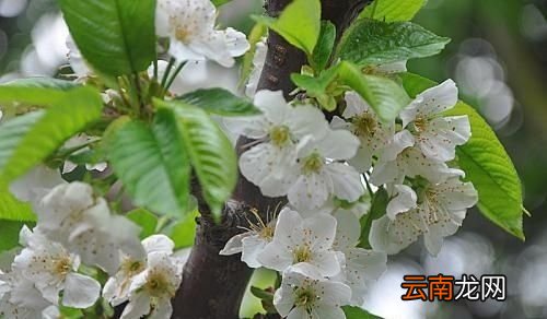 车厘子一般是什么颜色的