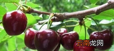 车厘子一般是什么颜色的