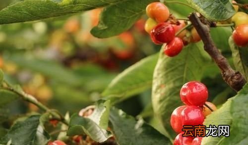 车厘子一般是什么颜色的