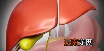 切除胆囊后可以吃竹笋吗