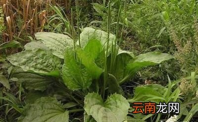 如何人工种植车前草