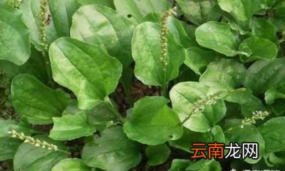 如何人工种植车前草