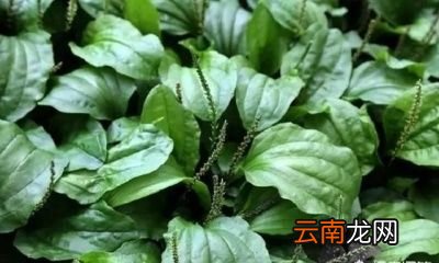 如何人工种植车前草