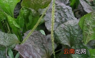 如何人工种植车前草