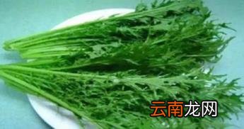 雪里红是什么菜 雪里蕻怎么腌制咸菜