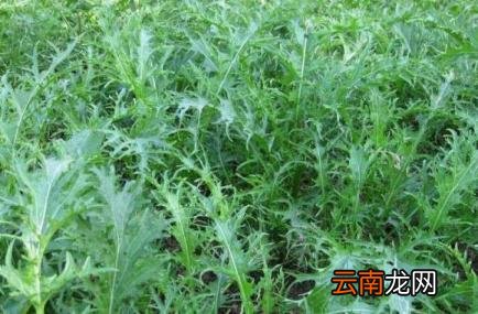 雪里红是什么菜 雪里蕻怎么腌制咸菜