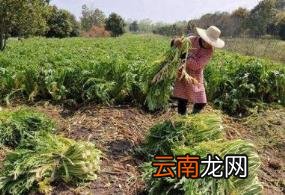 雪里红是什么菜 雪里蕻怎么腌制咸菜