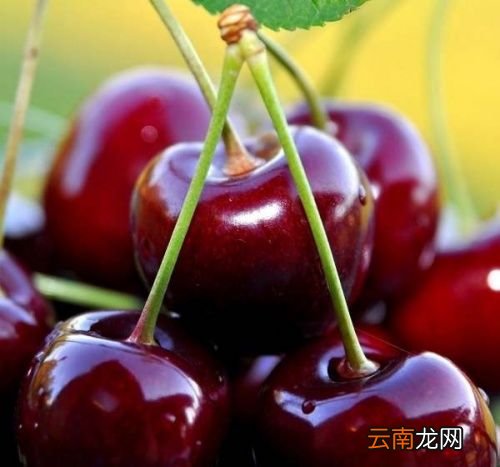 车厘子冷藏久了能吃吗