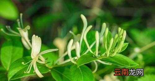 为什么说养金银花不吉利