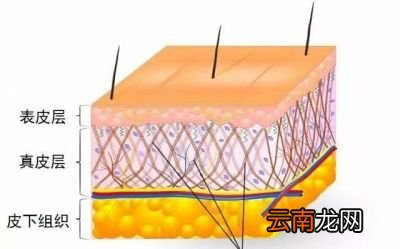 胶原蛋白氧化变黄为什么也会导致皮肤暗沉