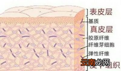 胶原蛋白氧化变黄为什么也会导致皮肤暗沉