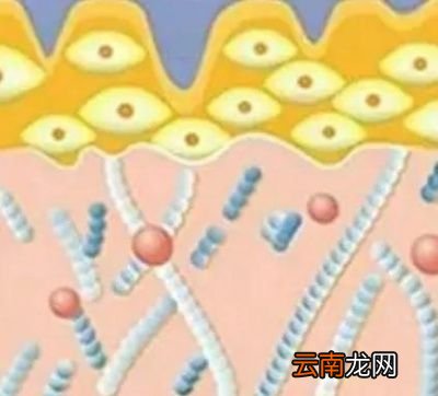 胶原蛋白氧化变黄为什么也会导致皮肤暗沉
