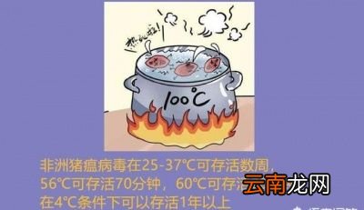 非洲猪瘟病毒存活时间多长