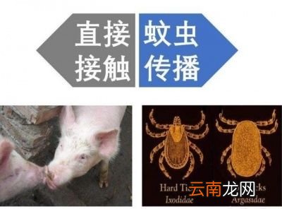 非洲猪瘟病毒存活时间多长