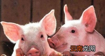非洲猪瘟病毒存活时间多长