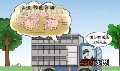 非洲猪瘟病毒存活时间多长