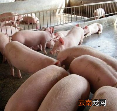 非洲猪瘟病毒在自然环境下能存活多久